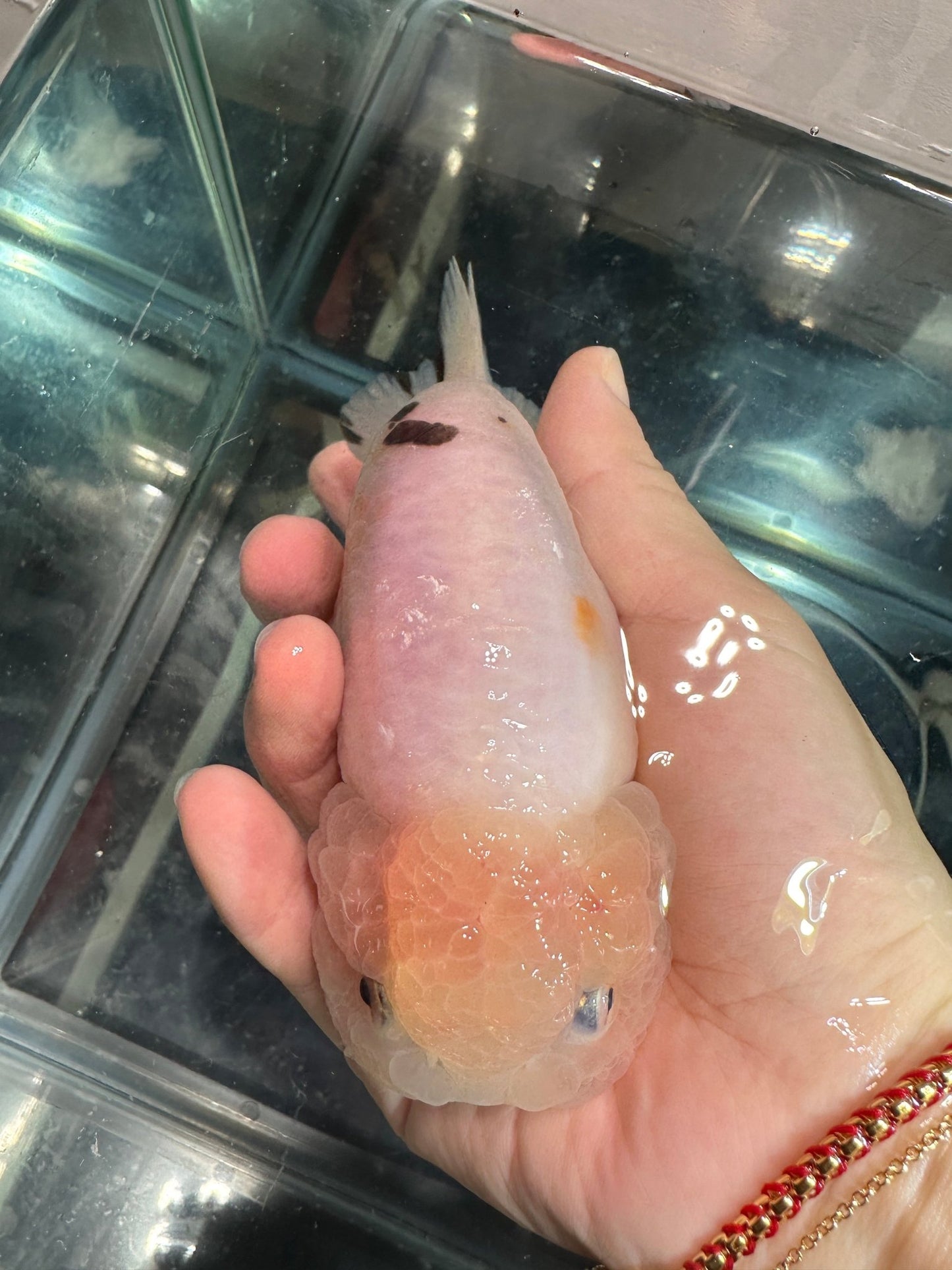 Tri - Color Ranchu (F, 5'') - Lunar Fancies