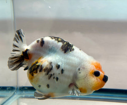 Tri - Color Ranchu (F, 5'') - Lunar Fancies