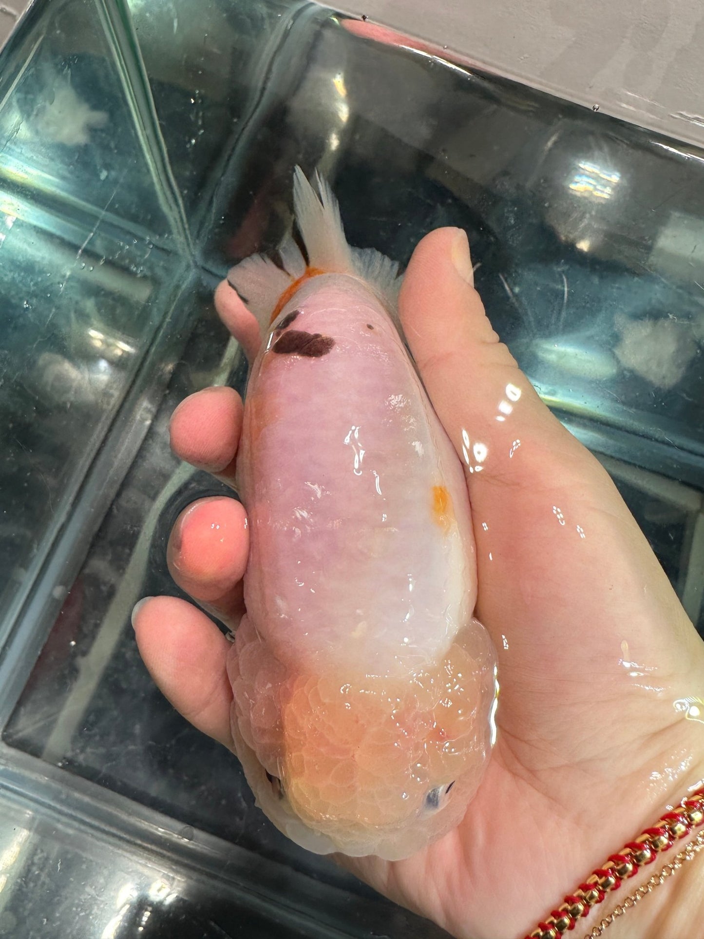 Tri - Color Ranchu (F, 5'') - Lunar Fancies