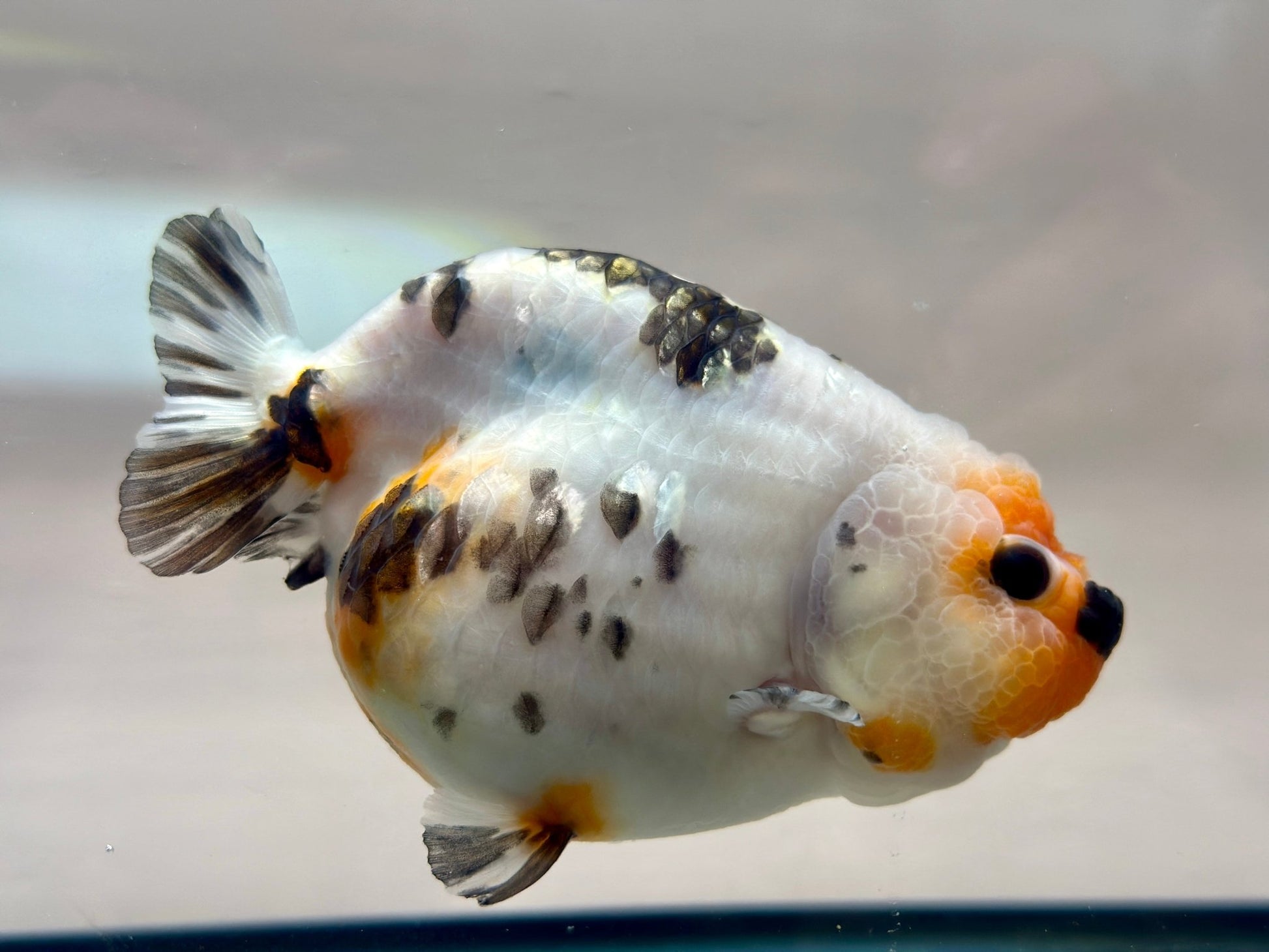 Tri - Color Ranchu (F, 5'') - Lunar Fancies