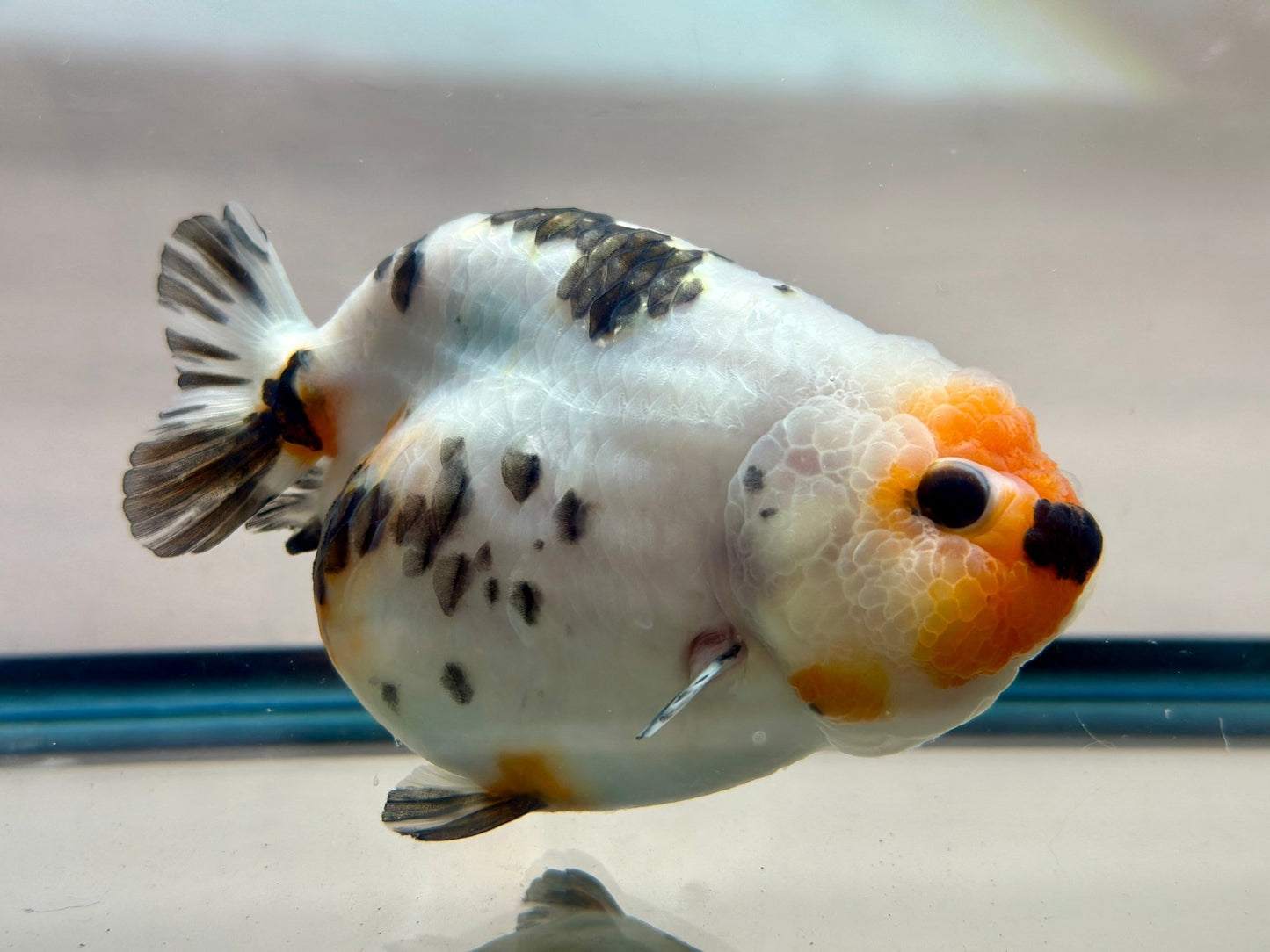 Tri - Color Ranchu (F, 5'') - Lunar Fancies