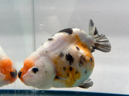 Tri - Color Ranchu (F, 5'') - Lunar Fancies