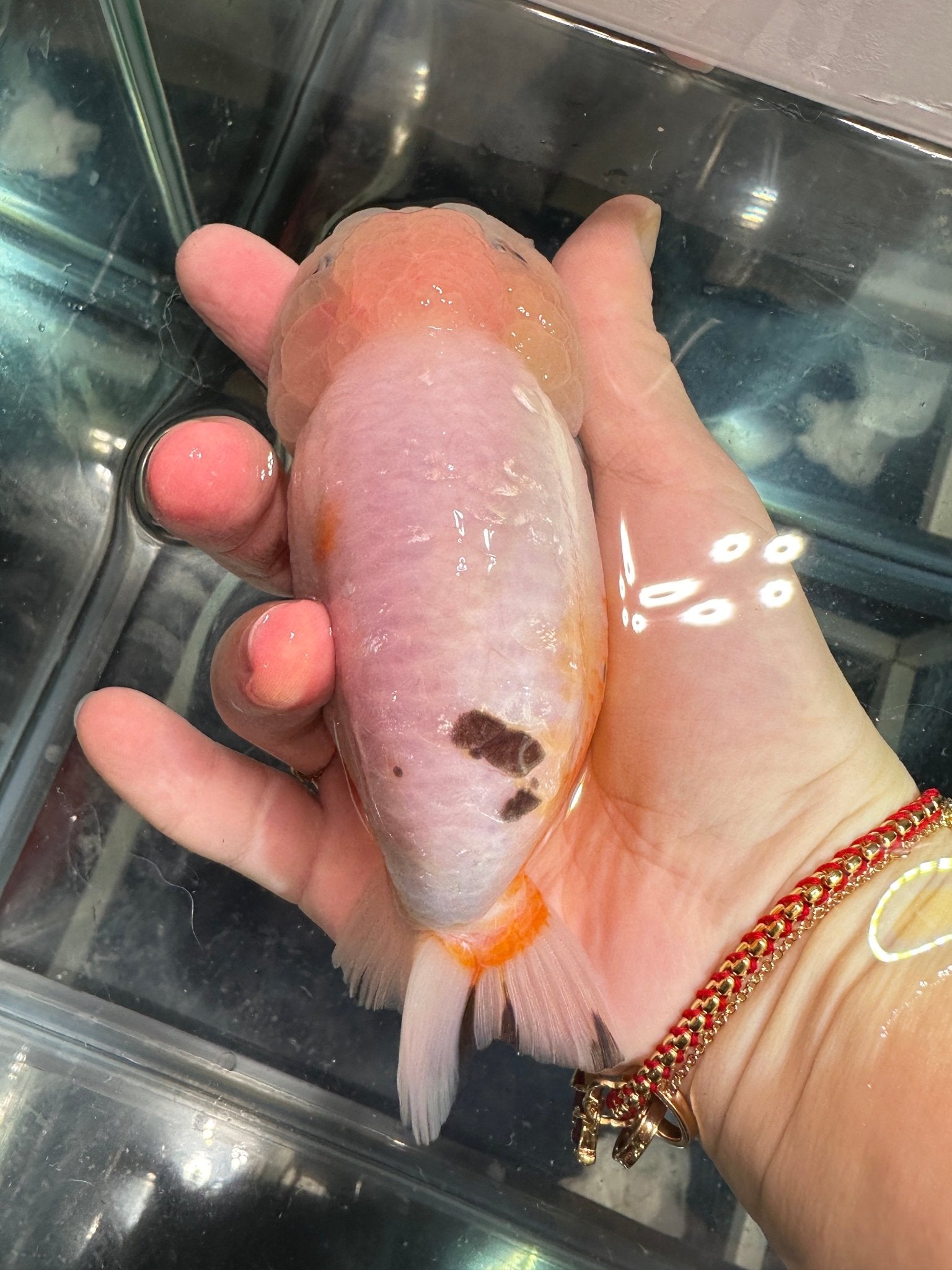 Tri - Color Ranchu (F, 5'') - Lunar Fancies