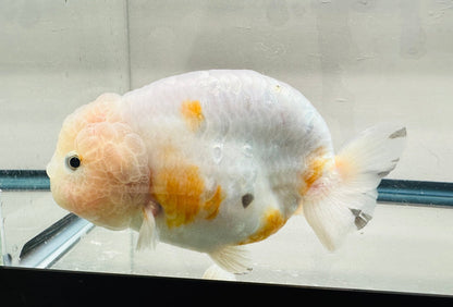 Tri - Color Ranchu (F, 5'') - Lunar Fancies