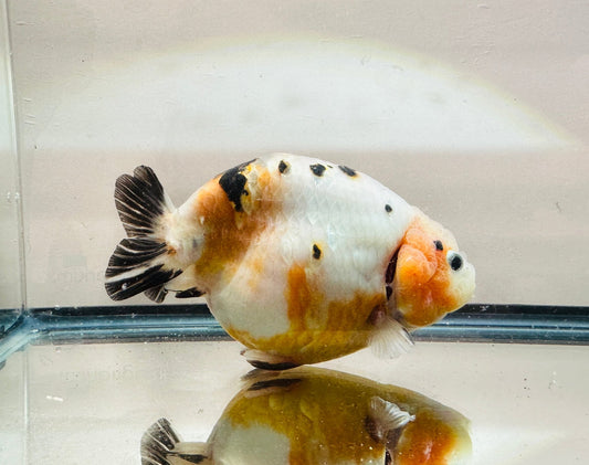 Tri - Color Ranchu (F, 5.5'') - Lunar Fancies