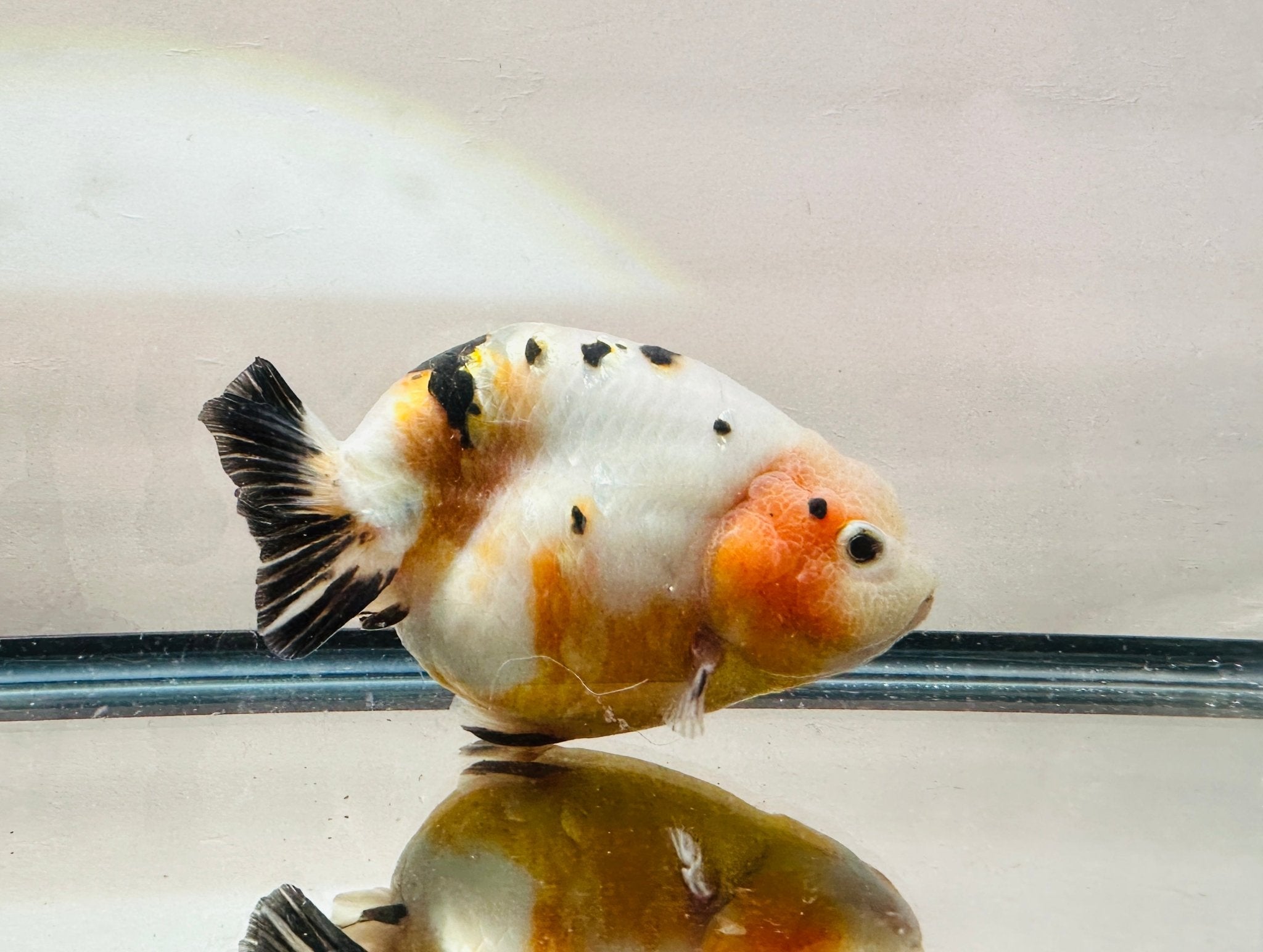 Tri-Color Ranchu (F, 5.5'') – Lunar Fancies