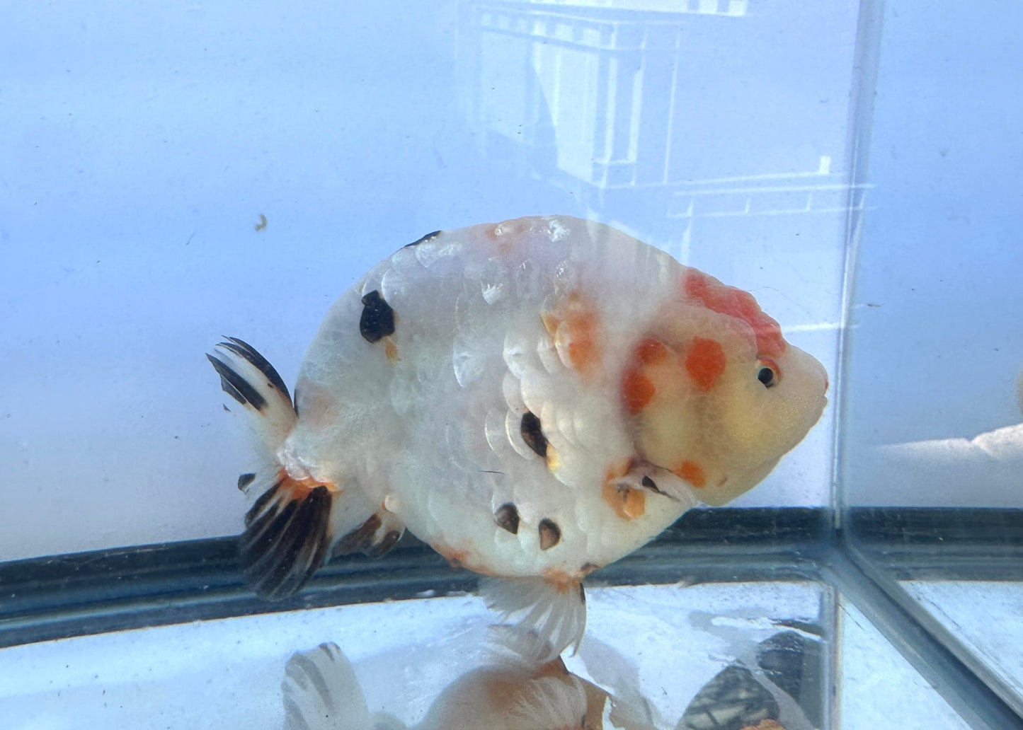 Tri - Color Ranchu (F, 6'') - Lunar Fancies