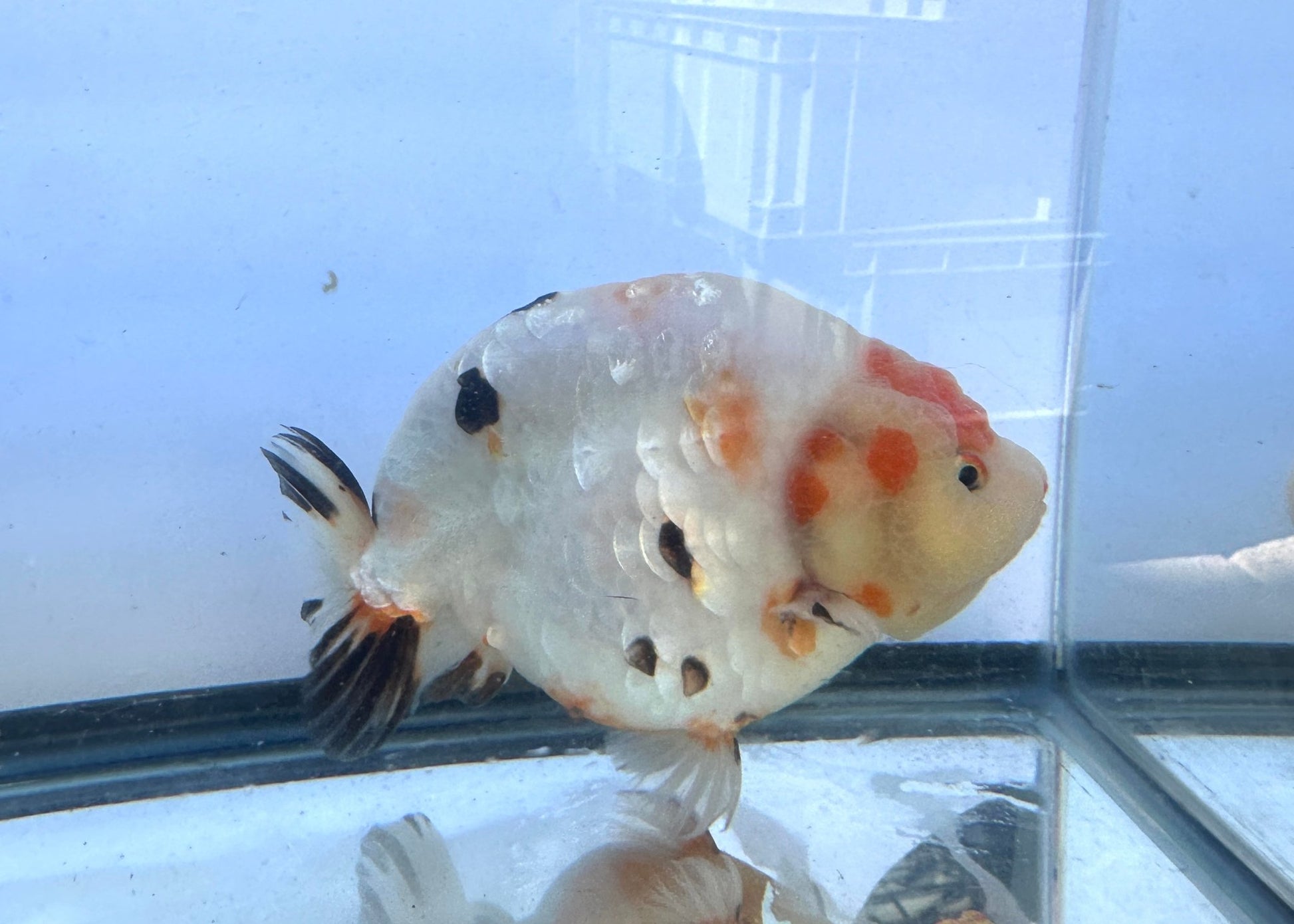 Tri - Color Ranchu (F, 6'') - Lunar Fancies