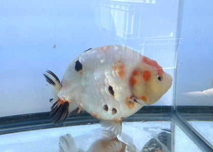 Tri - Color Ranchu (F, 6'') - Lunar Fancies