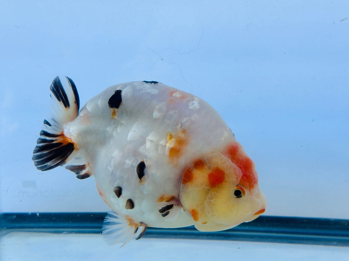 Tri - Color Ranchu (F, 6'') - Lunar Fancies
