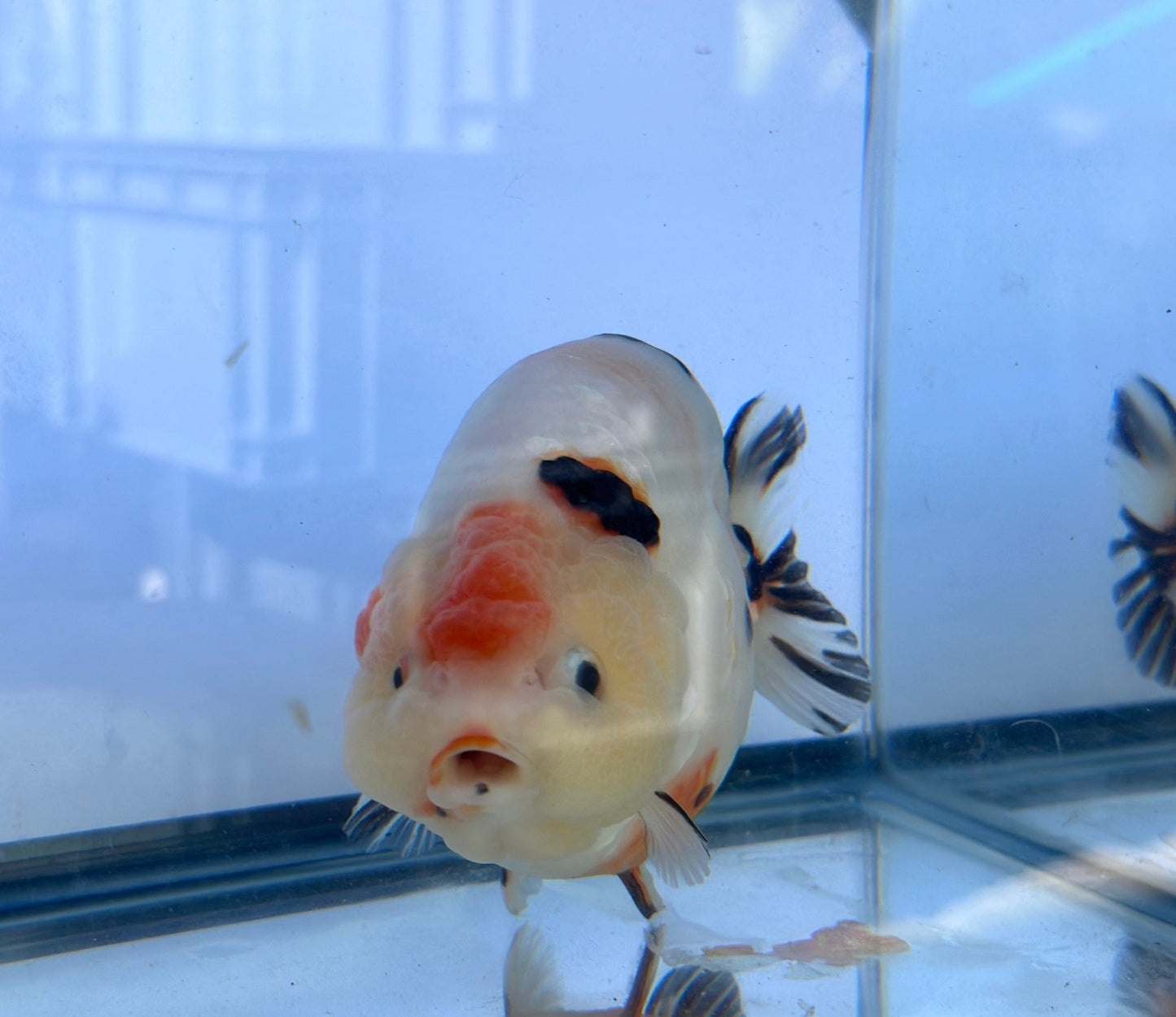 Tri - Color Ranchu (F, 6'') - Lunar Fancies