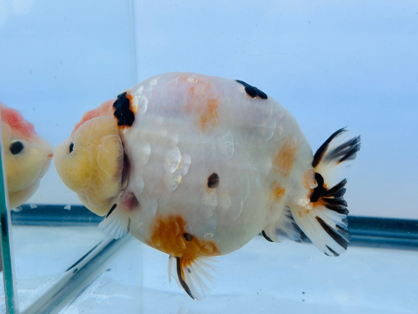 Tri - Color Ranchu (F, 6'') - Lunar Fancies