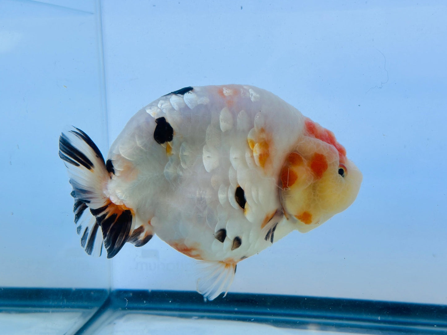 Tri - Color Ranchu (F, 6'') - Lunar Fancies