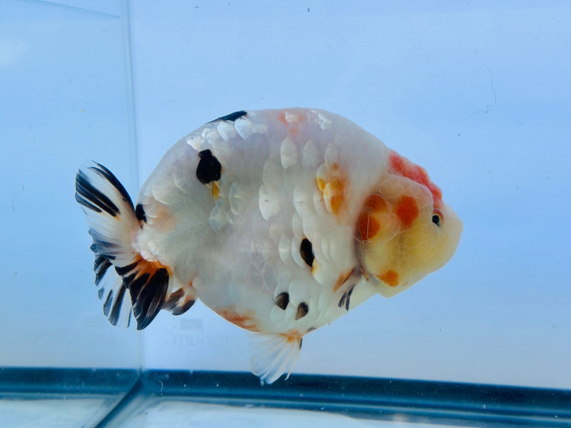 Tri - Color Ranchu (F, 6'') - Lunar Fancies
