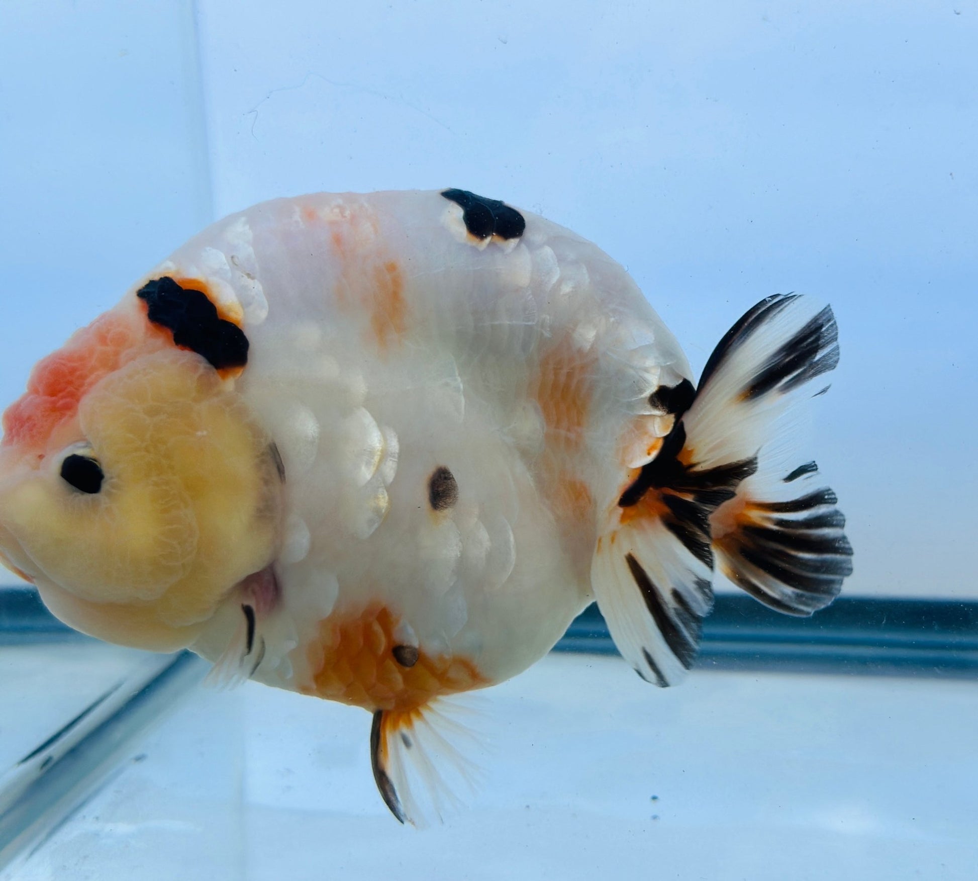 Tri - Color Ranchu (F, 6'') - Lunar Fancies