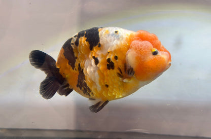 Tri - Color Ranchu (M, 4.5'') - Lunar Fancies