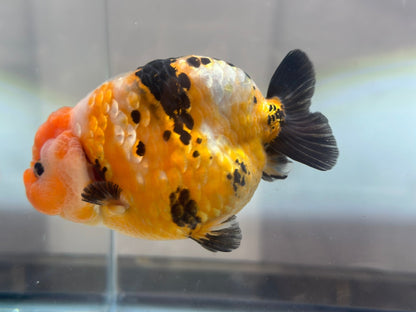 Tri - Color Ranchu (M, 4.5'') - Lunar Fancies