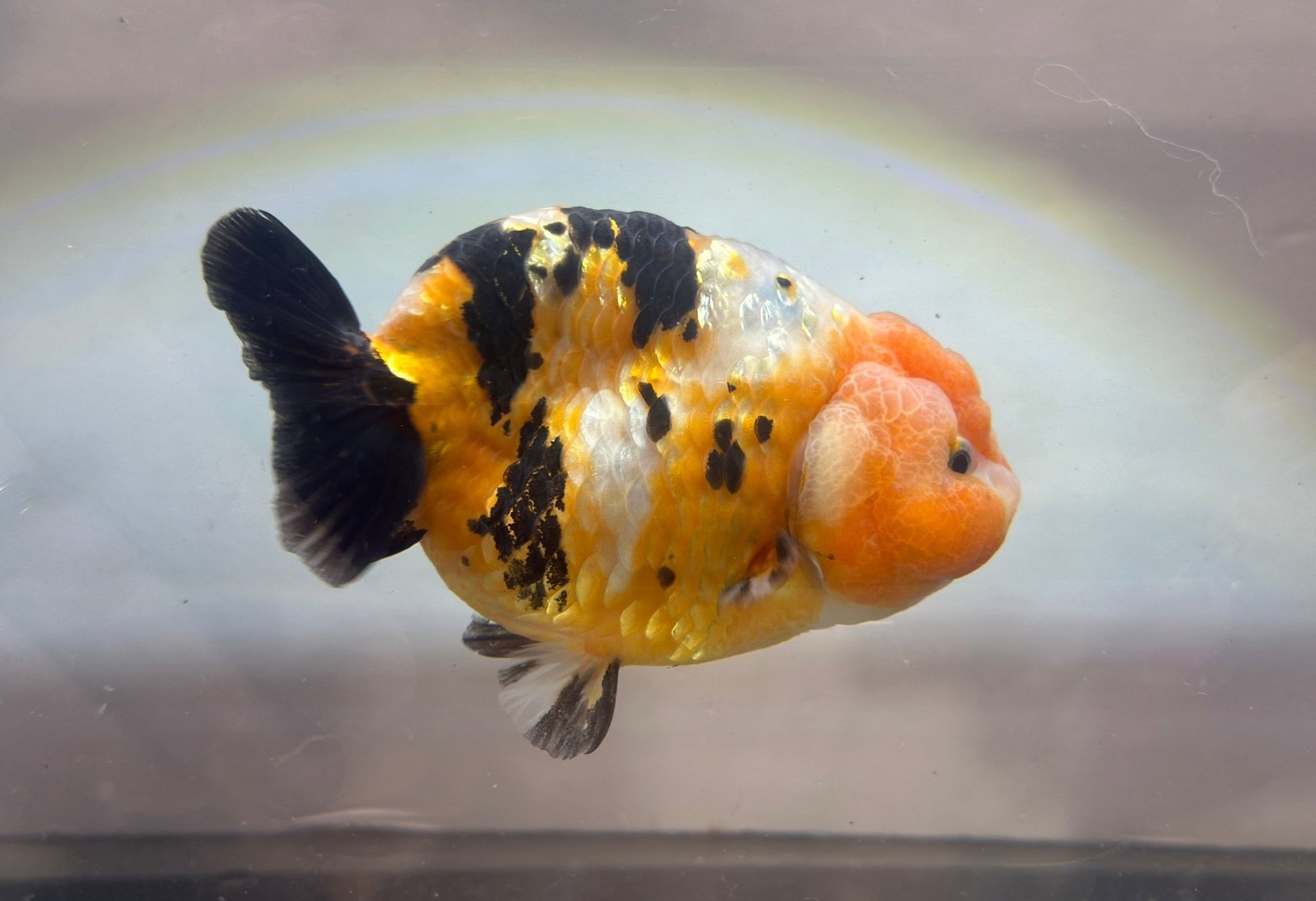 Tri - Color Ranchu (M, 4.5'') - Lunar Fancies