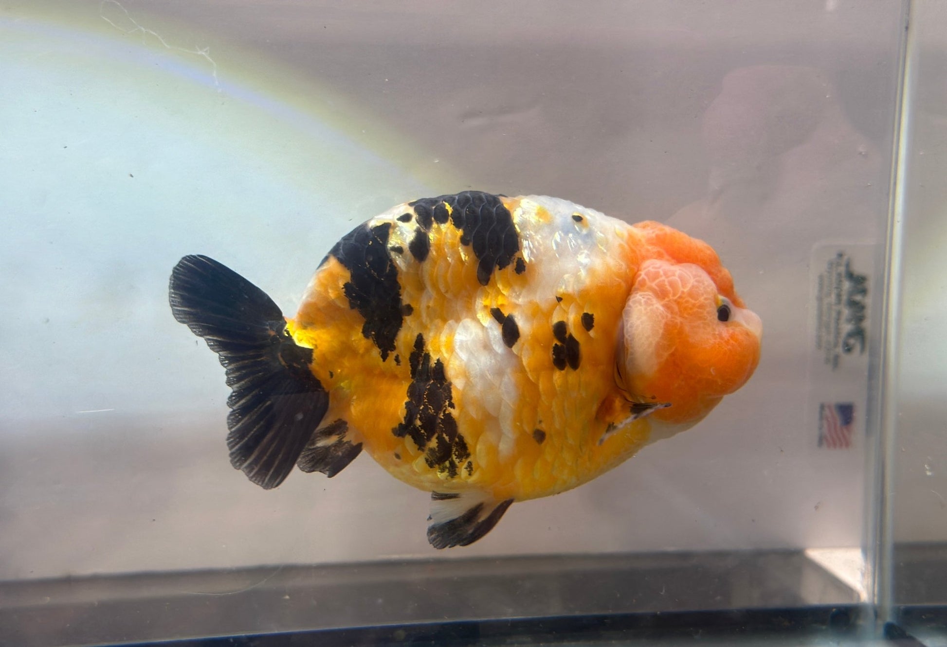 Tri - Color Ranchu (M, 4.5'') - Lunar Fancies