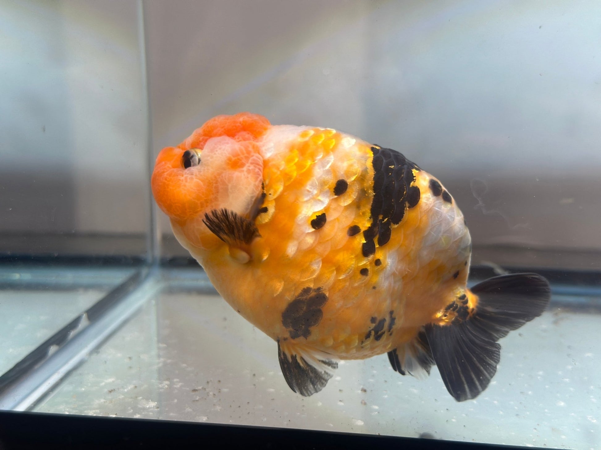 Tri - Color Ranchu (M, 4.5'') - Lunar Fancies