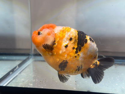 Tri - Color Ranchu (M, 4.5'') - Lunar Fancies