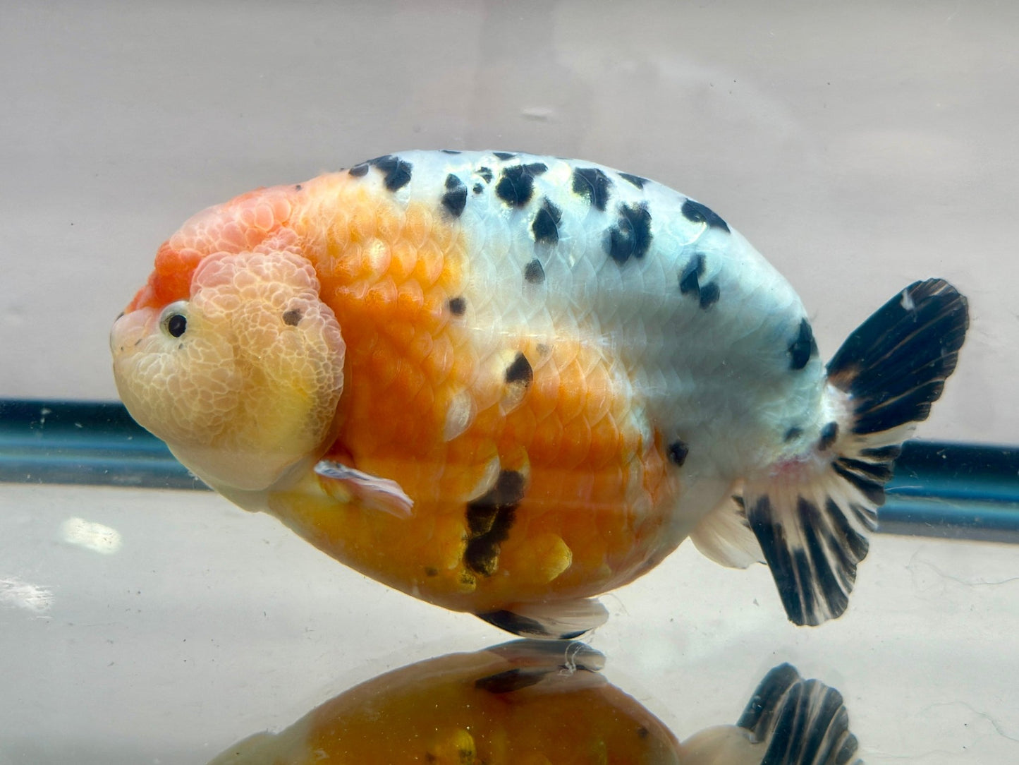 Tri - Color Ranchu (M, 5'') - Lunar Fancies