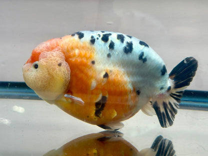 Tri - Color Ranchu (M, 5'') - Lunar Fancies