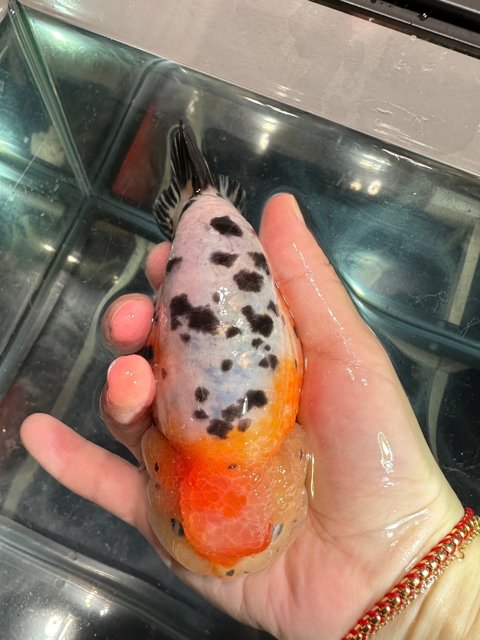 Tri - Color Ranchu (M, 5'') - Lunar Fancies
