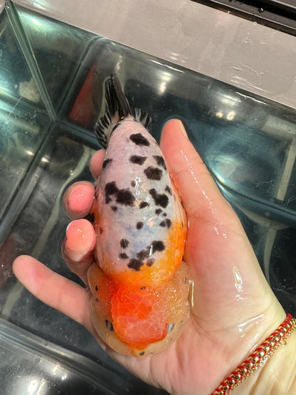 Tri - Color Ranchu (M, 5'') - Lunar Fancies