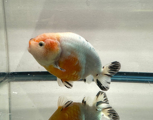 Tri - Color Ranchu (M, 5'') - Lunar Fancies