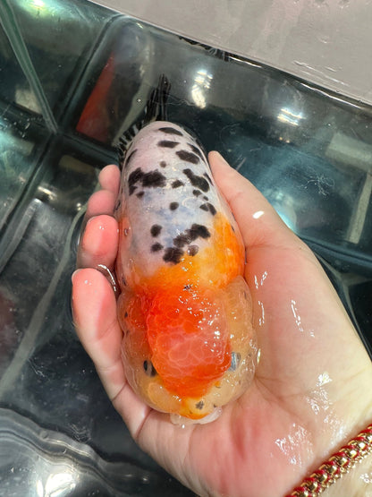 Tri - Color Ranchu (M, 5'') - Lunar Fancies