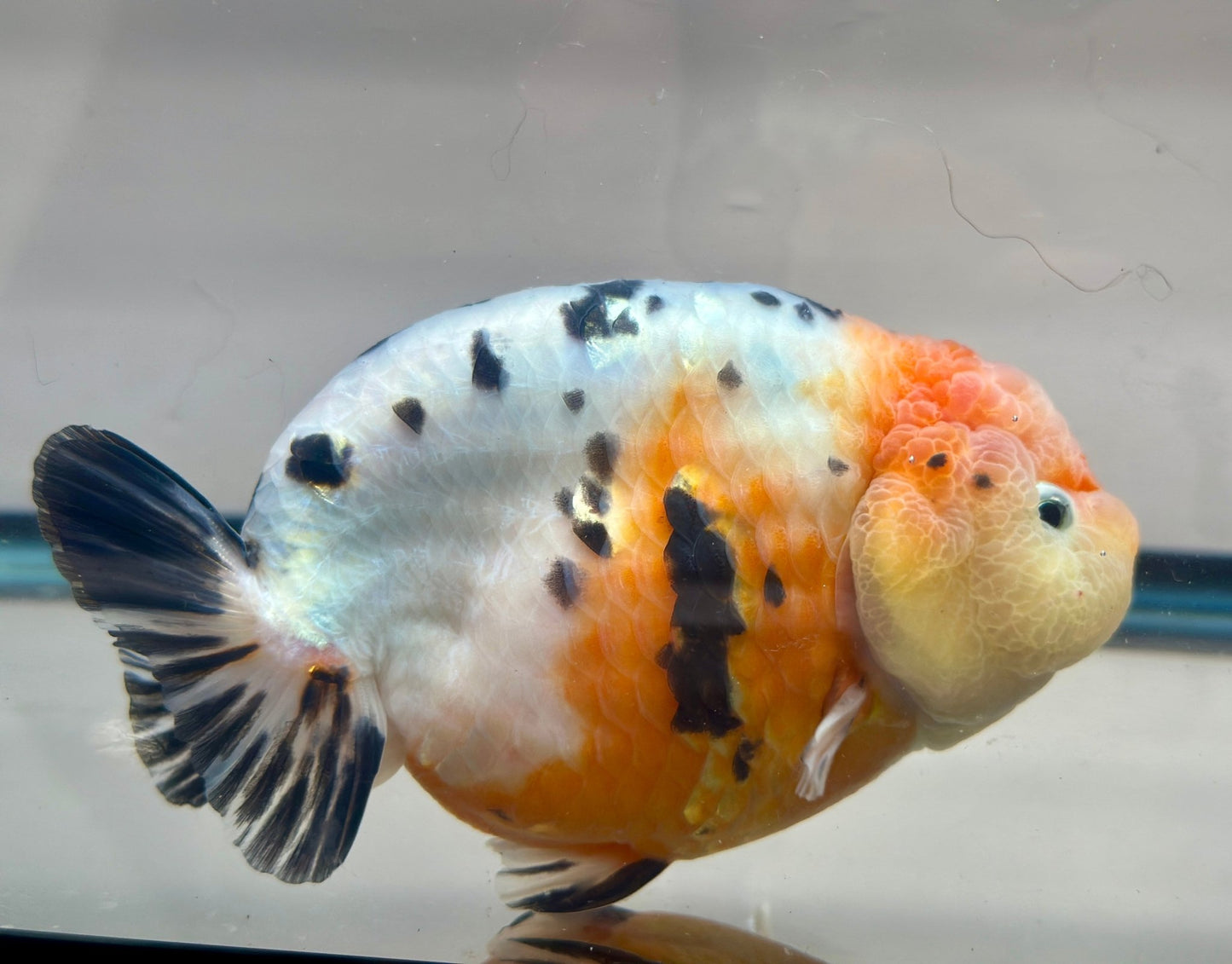 Tri - Color Ranchu (M, 5'') - Lunar Fancies