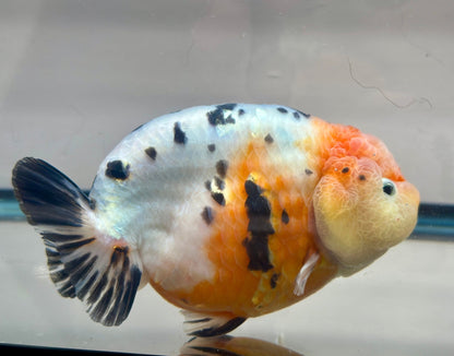 Tri - Color Ranchu (M, 5'') - Lunar Fancies