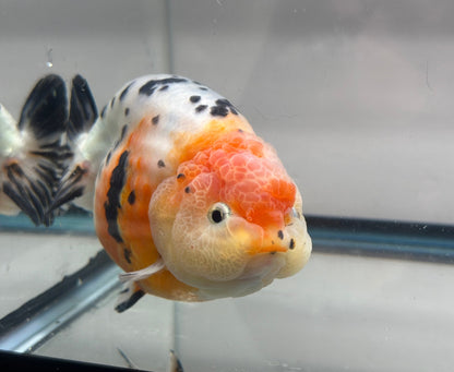 Tri - Color Ranchu (M, 5'') - Lunar Fancies