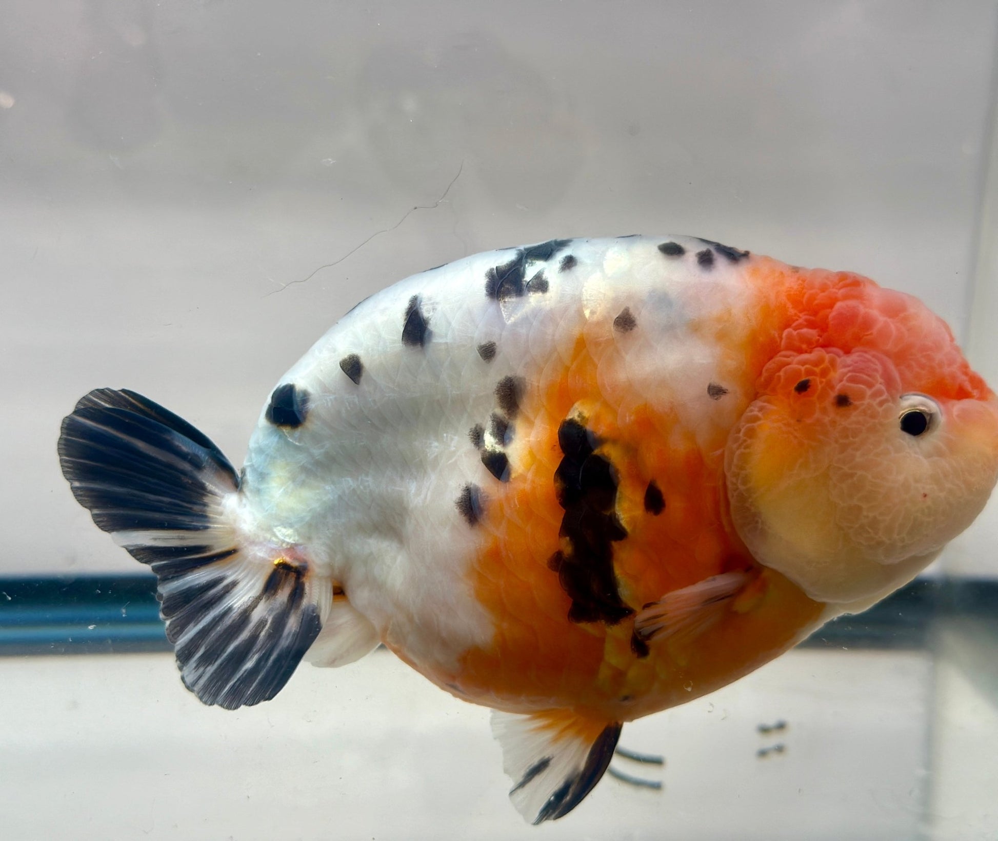 Tri - Color Ranchu (M, 5'') - Lunar Fancies