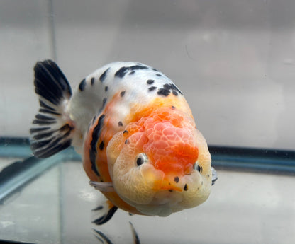 Tri - Color Ranchu (M, 5'') - Lunar Fancies