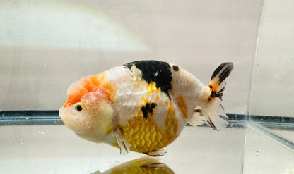 Tri - Color Ranchu (M, 5.5'') - Lunar Fancies