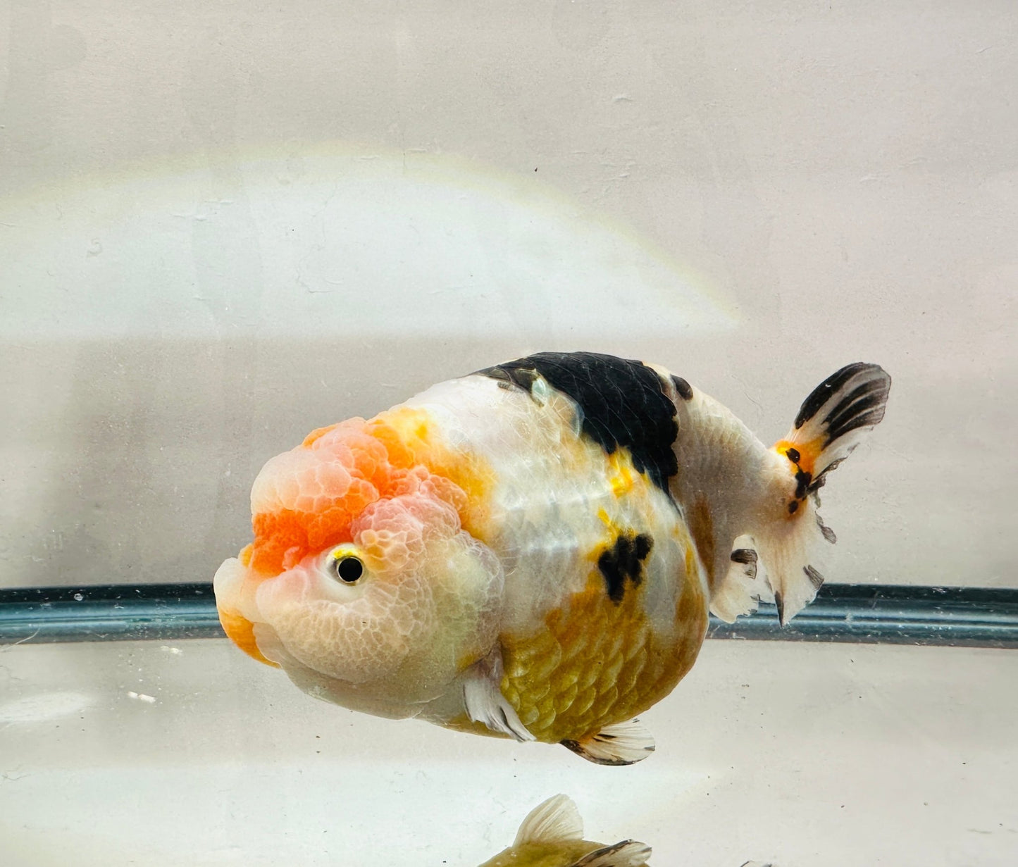 Tri - Color Ranchu (M, 5.5'') - Lunar Fancies