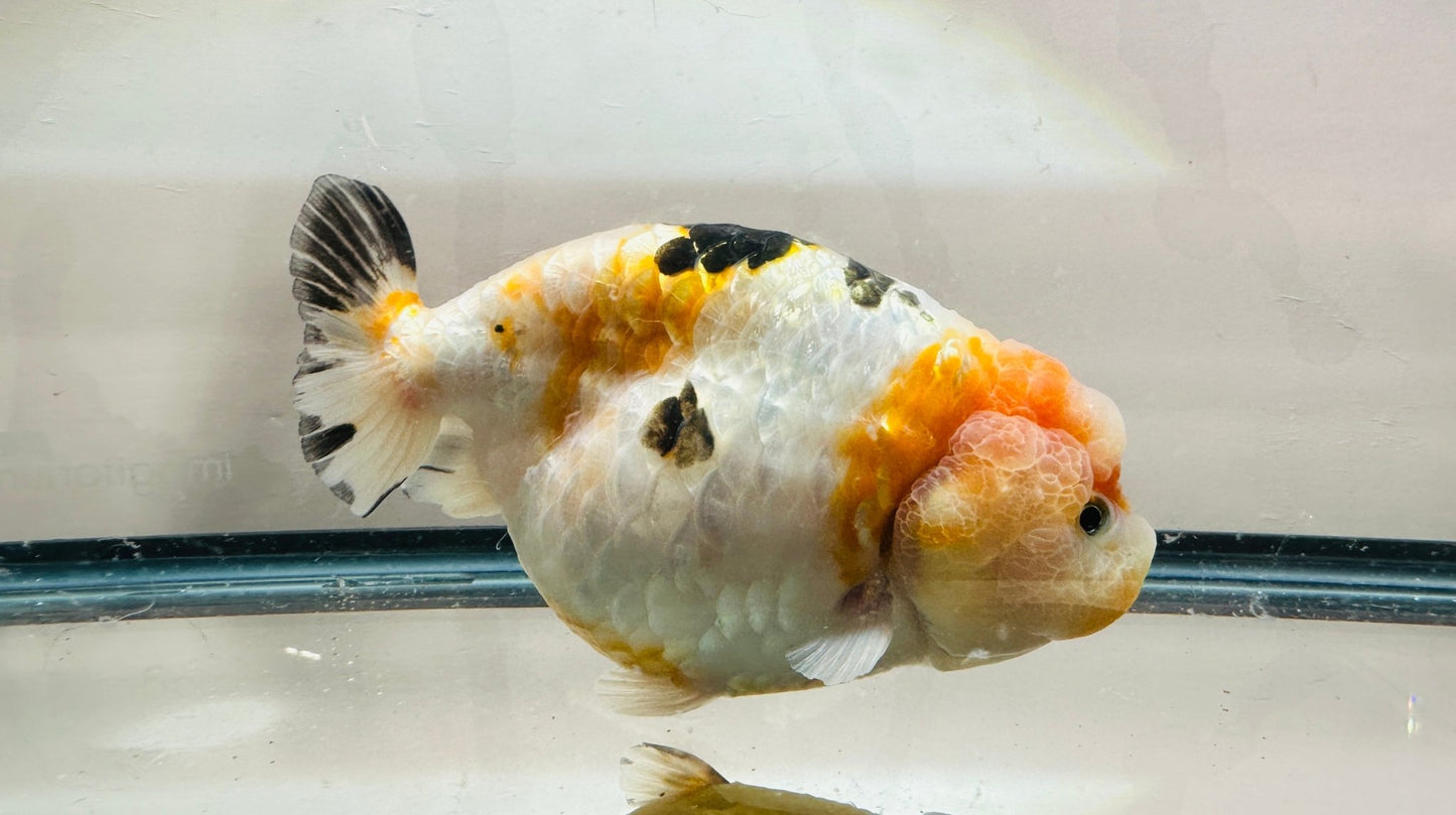 Tri - Color Ranchu (M, 5.5'') - Lunar Fancies