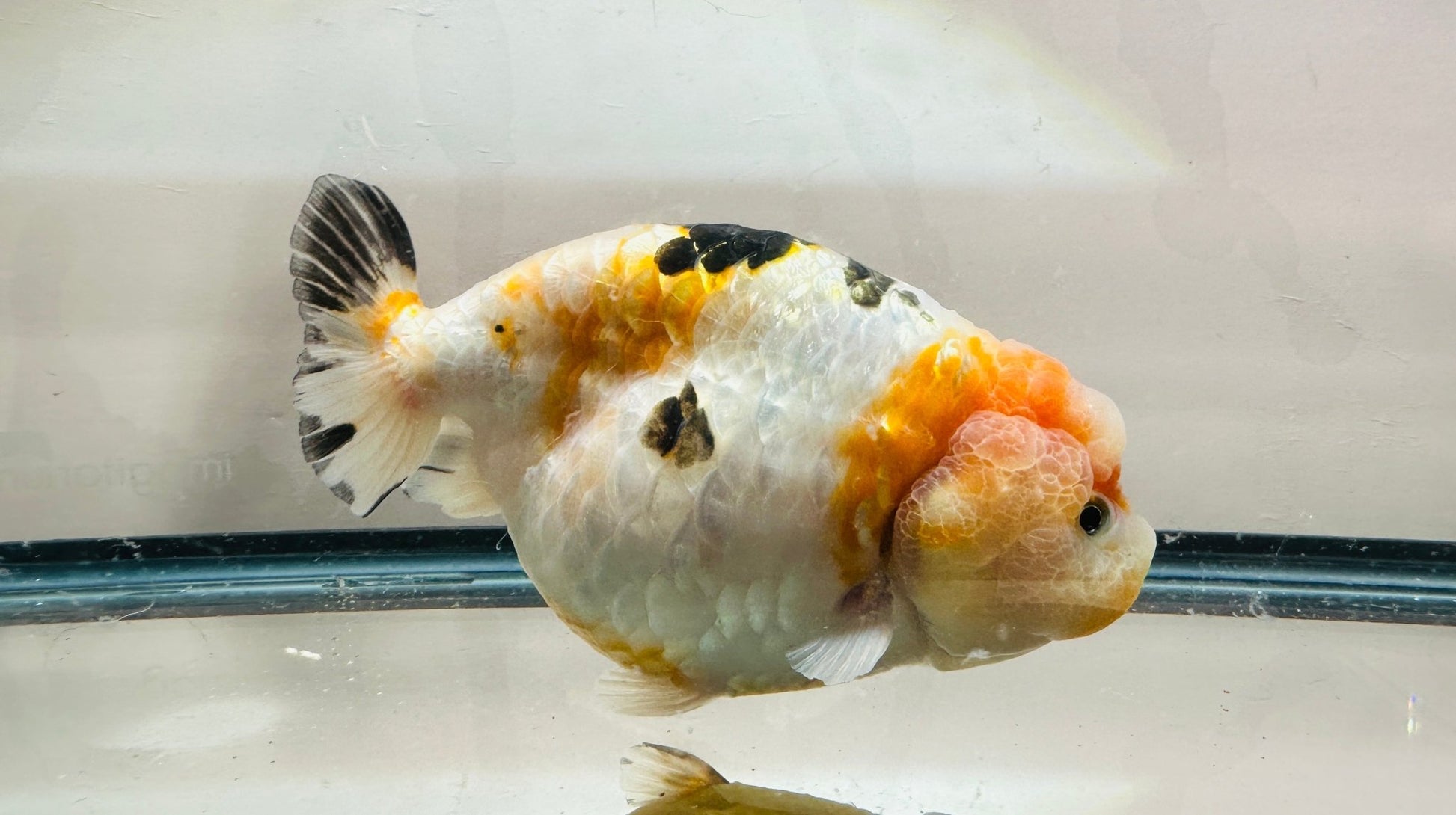 Tri - Color Ranchu (M, 5.5'') - Lunar Fancies
