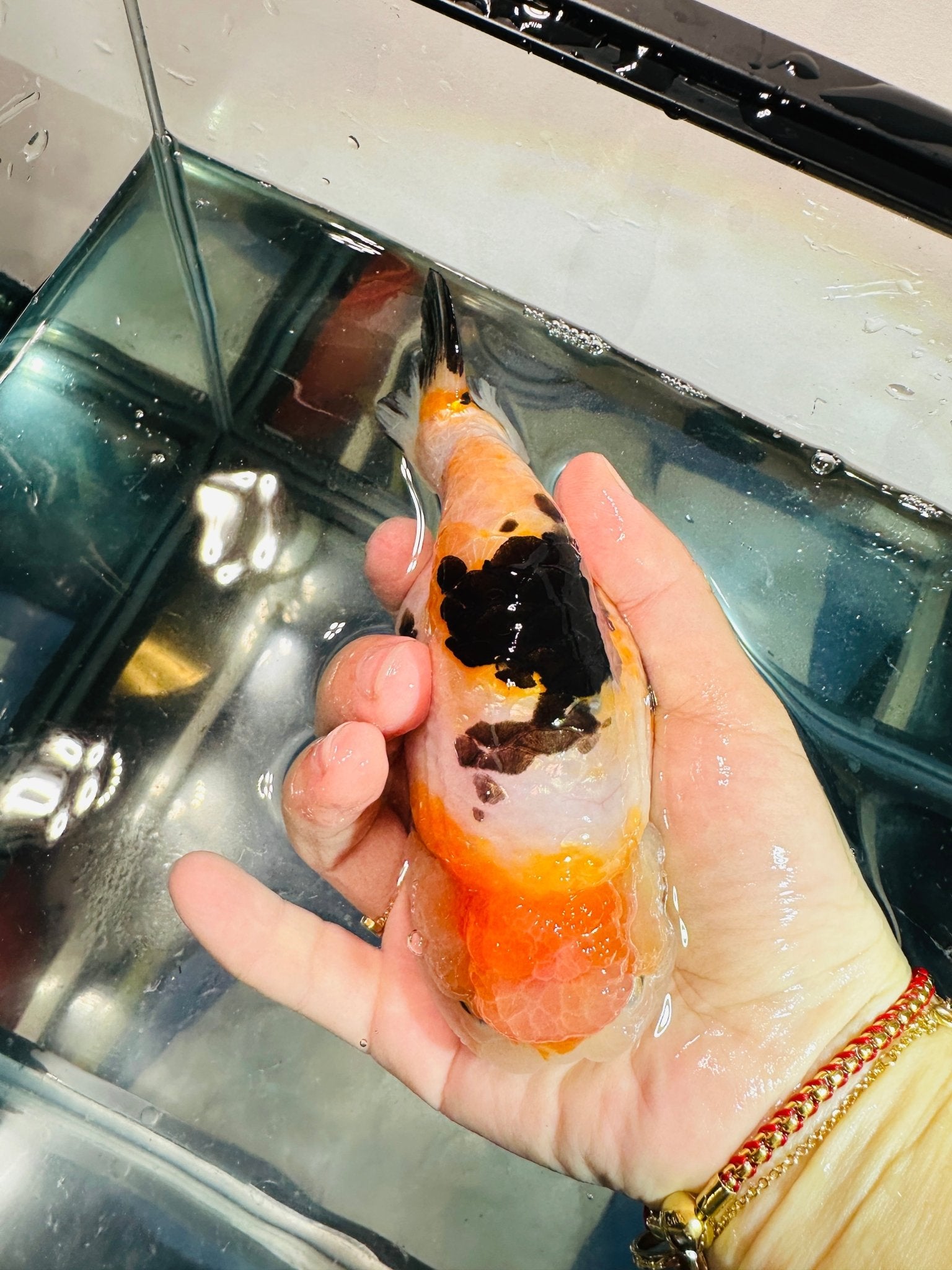 Tri - Color Ranchu (M, 5.5'') - Lunar Fancies