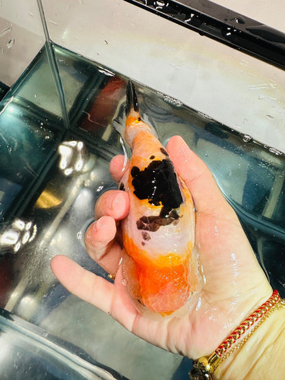 Tri - Color Ranchu (M, 5.5'') - Lunar Fancies