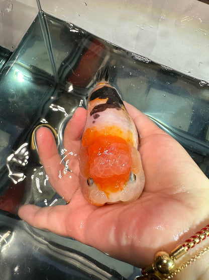 Tri - Color Ranchu (M, 5.5'') - Lunar Fancies