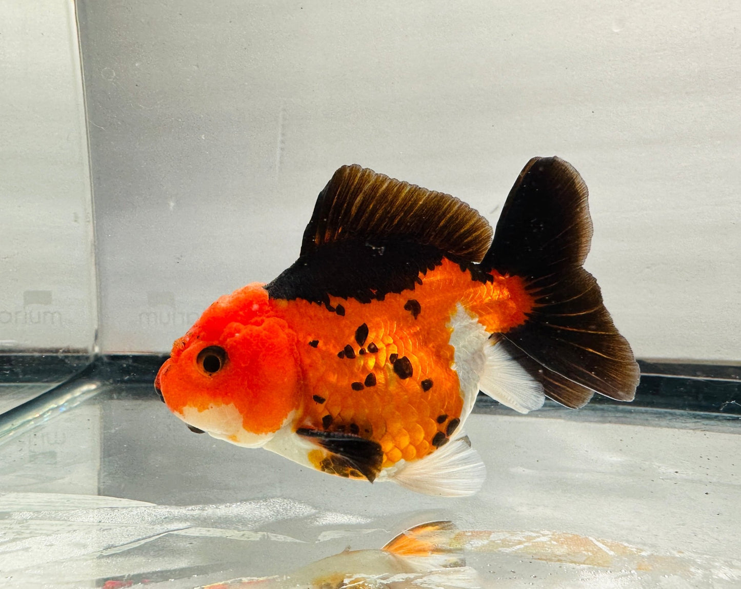 tricolor Oranda (4'') - Lunar Fancies
