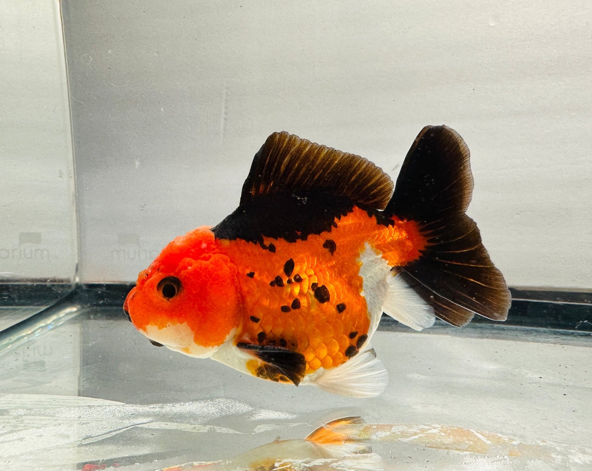 tricolor Oranda (4'') - Lunar Fancies