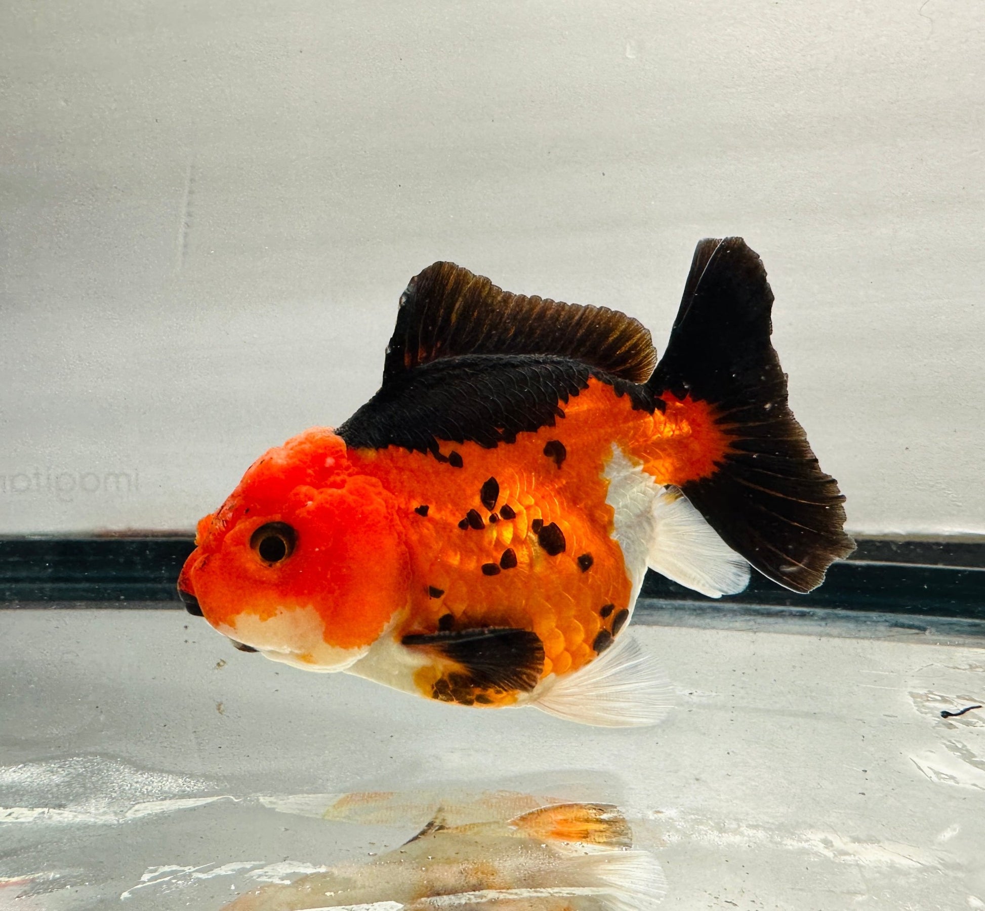tricolor Oranda (4'') - Lunar Fancies