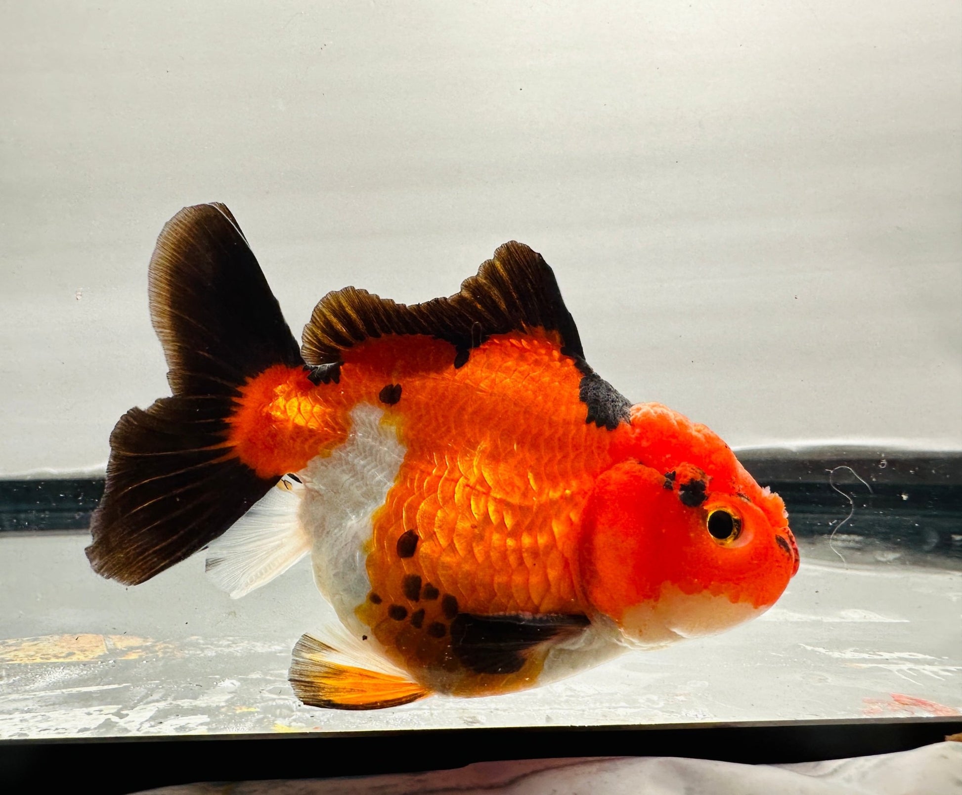 tricolor Oranda (4'') - Lunar Fancies