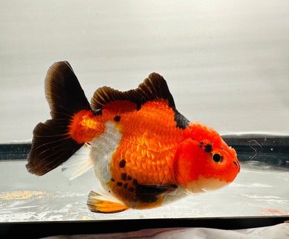 tricolor Oranda (4'') - Lunar Fancies