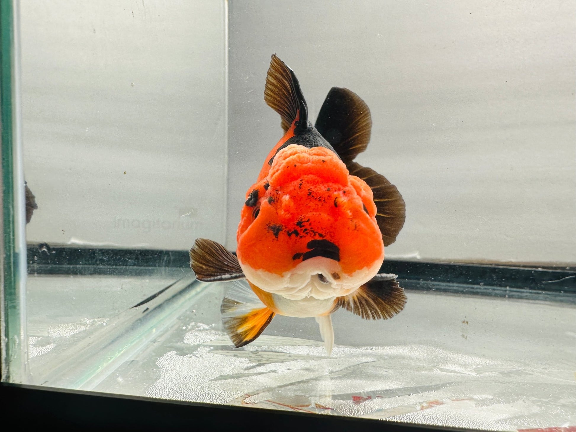 tricolor Oranda (4'') - Lunar Fancies