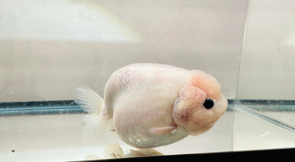 White Ranchu (F, 5'') - Lunar Fancies